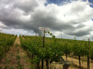 Nebbiolo